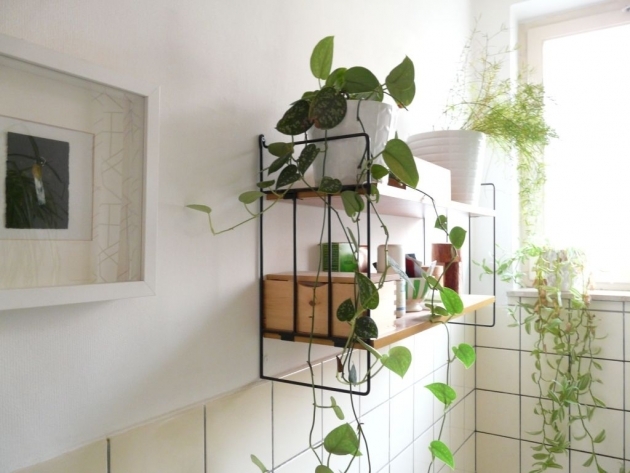 Best Bathroom Decor With Plants Picture